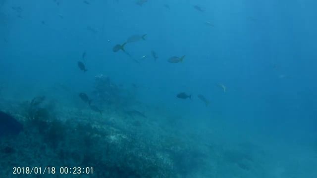 Neal Watson's Shark Safari Bimini August 2018 смотреть онлайн