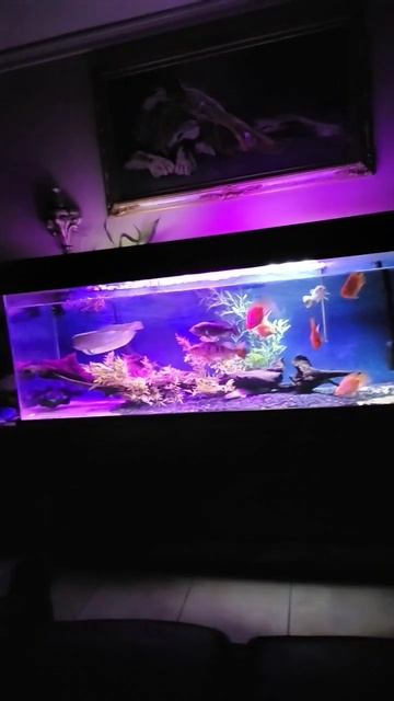 Platinum Arowana fish tank 100 percent water change #aquarium #cichlid #fish #fishing смотреть онлайн