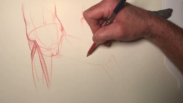 How To Draw The Hips, Pelvis And Inner Thighs, Front View #2