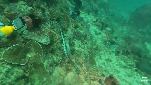 Sea Snake or Sea Krait accidental meet Scuba Diving in Puerto Galera смотреть онлайн