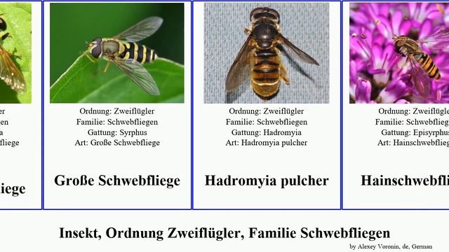 Insekt, Ordnung Zweiflügler, Familie Schwebfliegen platycheirus gemeine insect americanus chloris смотреть онлайн