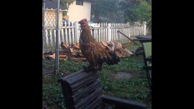 Roosevelt the rooster смотреть онлайн