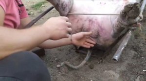 Кастрація кабана ‼️‼️‼️‼️(з архіва)