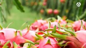 Полезные советы. Питахайя.