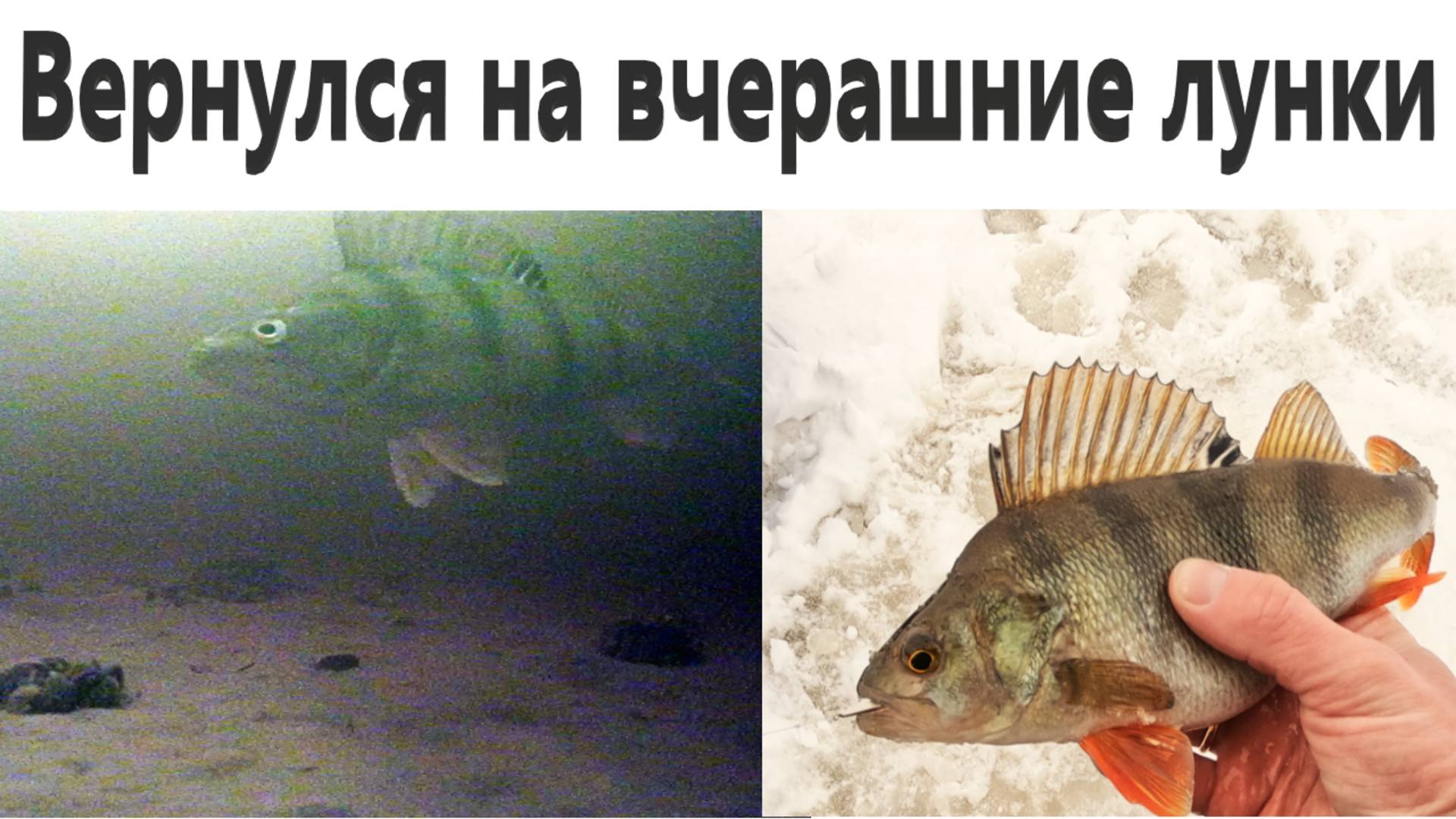 Вернулся на вчерашние лунки. Ловля окуня на зимнюю блесну. смотреть онлайн