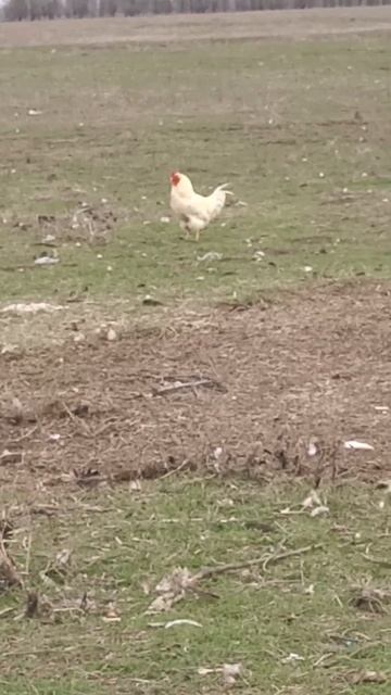 петух курица птица крик утро день ночь будильник short смотреть онлайн