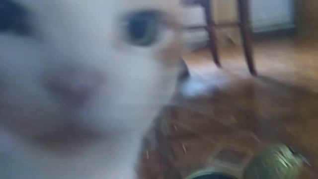 Ты не будешь кильку? смотреть онлайн