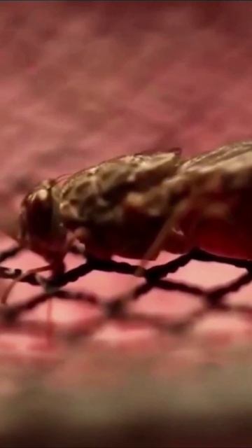 Муха ЦЦ_Fly CC #shorts смотреть онлайн