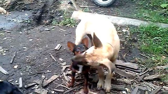 Собачьи игры (сибирцево) смотреть онлайн