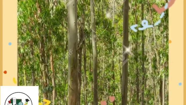 Le koala смотреть онлайн