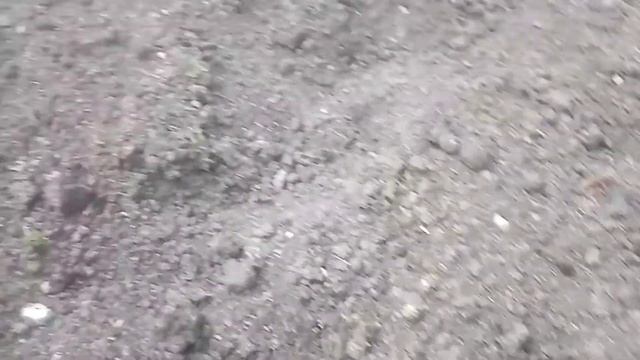 Глухарь учит суточных бройлеров добывать еду и пить воду