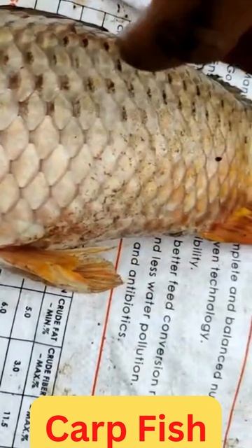 #short 2 Physical Examination Is the Key Success For Your Aquaculture Sustainability & Profitabilit смотреть онлайн
