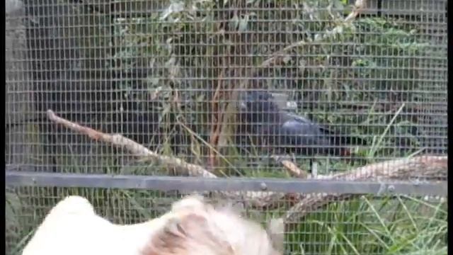 Red-Tailed Black Cockatoo at Lone Pine Koala Sanctuary смотреть онлайн