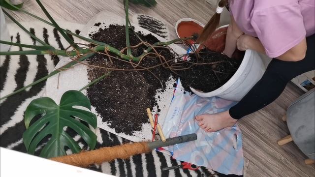 БОЛЬШОЙ рассказ про МОНСТЕРУ✳️Залив растения в большом горшке🌿ПЕРЕСАДКА #комнатныерастения смотреть онлайн