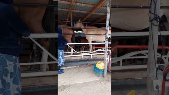 дойка кобыл саумал попить приехали смотреть онлайн