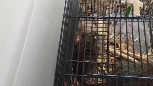 так спариваются дегу