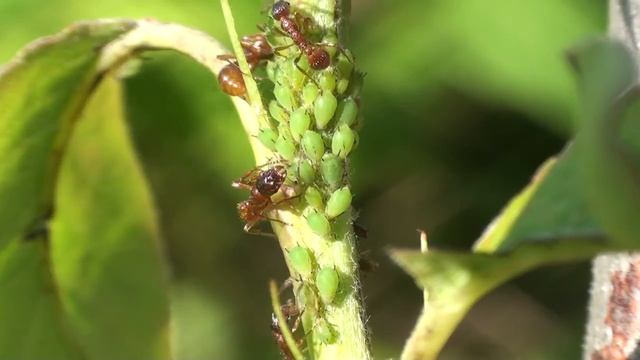 Myrmica с тлёй.mpg