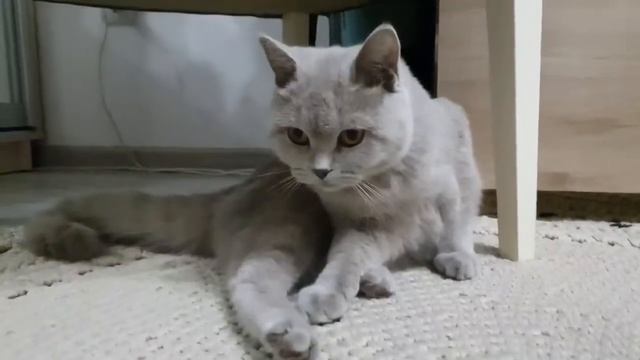 ну как я вам?)) смотреть онлайн