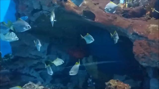 Океанариум в ТЦ Рио (Москва)Under water World in Mocow смотреть онлайн
