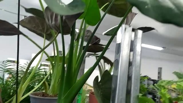 Ростов-на-Дону, магазин Флориссима, ул. Береговая, 4... продолжение 🌺🌸💐🌷🌹🥀🎋🍀🌳🌴🌱🌿☘️ смотреть онлайн