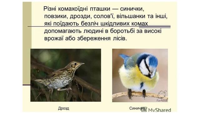 Яку користь птахи приносять природі? смотреть онлайн