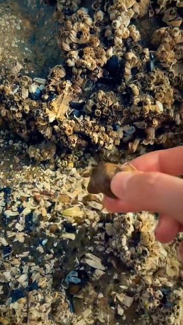 How to Find Hermit Crabs at the Beach #shorts смотреть онлайн