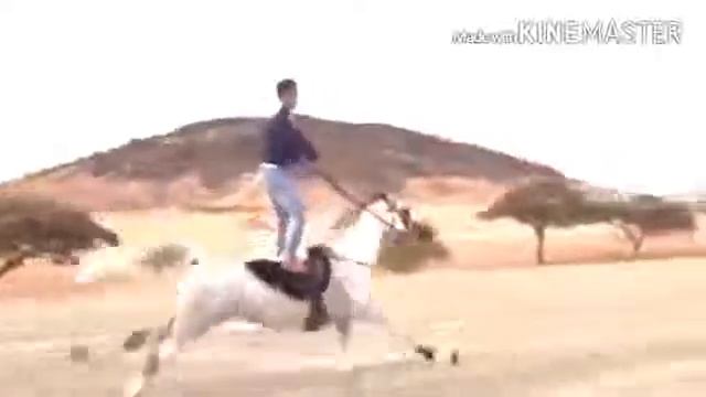 Арабский лошадь смотреть онлайн
