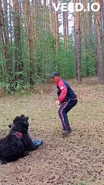 Русский чёрный терьер. . Агрессия-хватка-переключение внимания на агрессора. Город Реж на Урале. смотреть онлайн