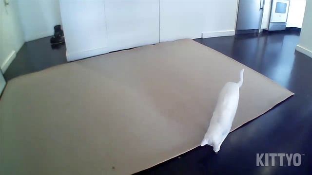 Kittyo Highlights Reel смотреть онлайн