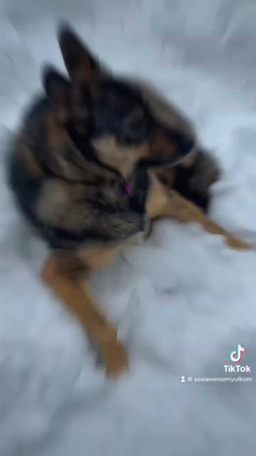 Видео в CapCut ! #видео #монтаж #capcut #собака смотреть онлайн
