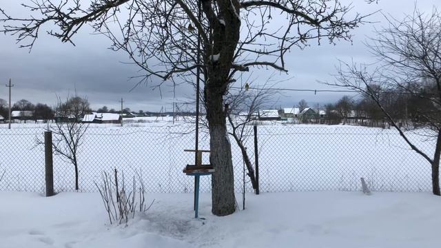 Сойка-пересмешница смотреть онлайн