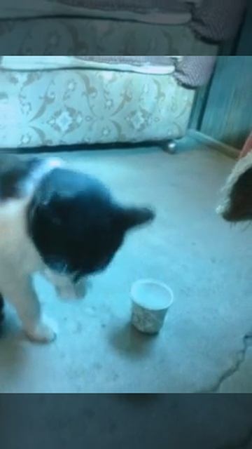 Кот пьет молоко смотреть онлайн
