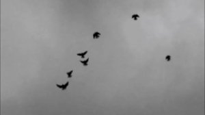 Николаевские голуби Юры г.Красноармейск .wmv