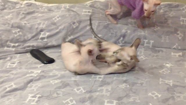 Вольная борьба смотреть онлайн