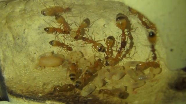 Camponotus pilicornis смотреть онлайн