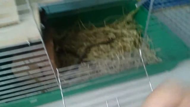 Мой игривый питомец шиншилл смотреть онлайн
