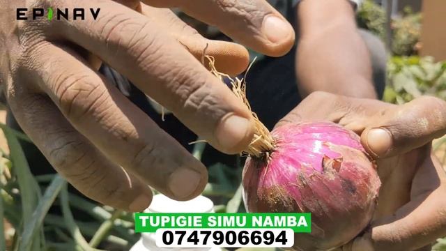 FAHAMU UBORA WA KITUNGUU, PAMOJA NA MBOLEA MUHIMU ZA KUTUMIA KWA KILIMO CHA KITUNGUU WAKATI WA MVUA смотреть онлайн
