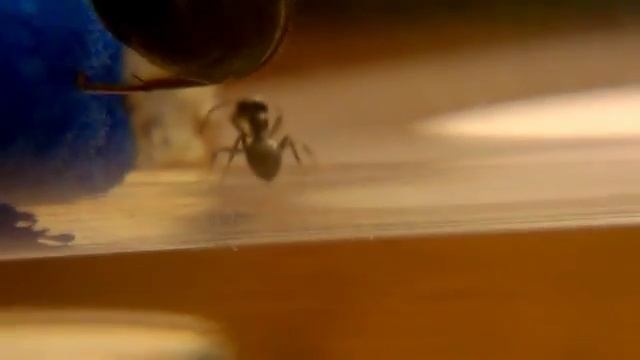 Ant News//AN\\ смотреть онлайн