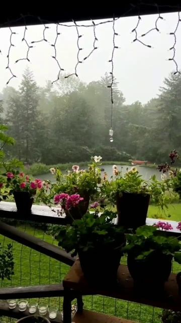 чудо природы нечего сказать ..#природа #весна #дождь #цветы