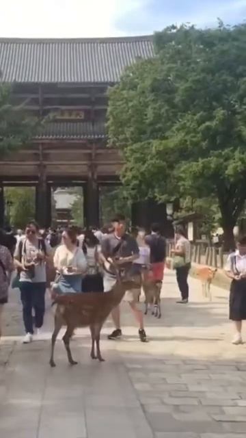 When 🫣 DEERS 🦌 are on the STREETS on 🇯🇵 Japan #shorts #japan смотреть онлайн