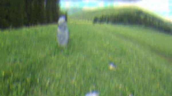 Непотревоженное изваяние рядом с заимкой #shorts