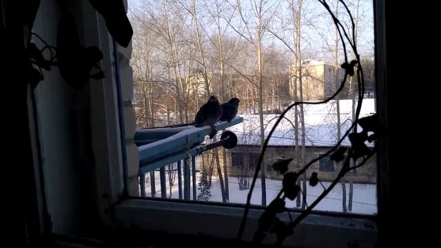 Говорящие голуби. смотреть онлайн