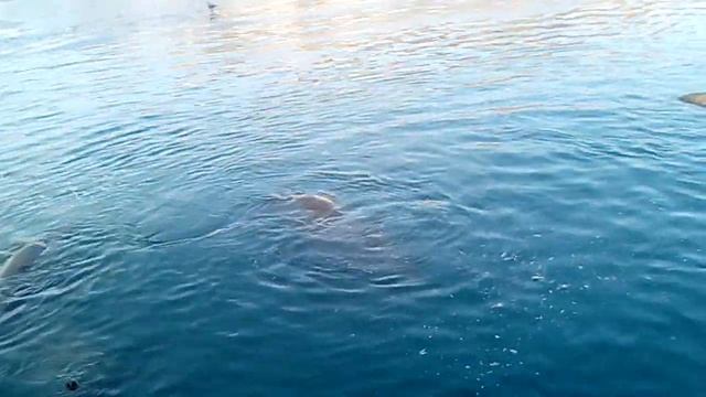 Морж на камчаткае смотреть онлайн