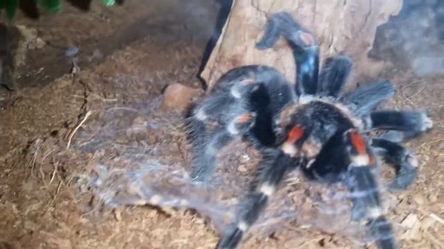 Brachypelma auratum / Mexican flame knee getting ready to molt ..☺ смотреть онлайн