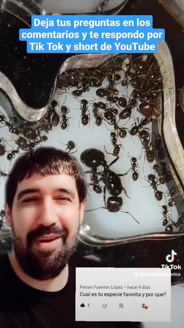 MI ESPECIE FAVORITA DE HORMIGAS ES... #hormigas #ants #short смотреть онлайн