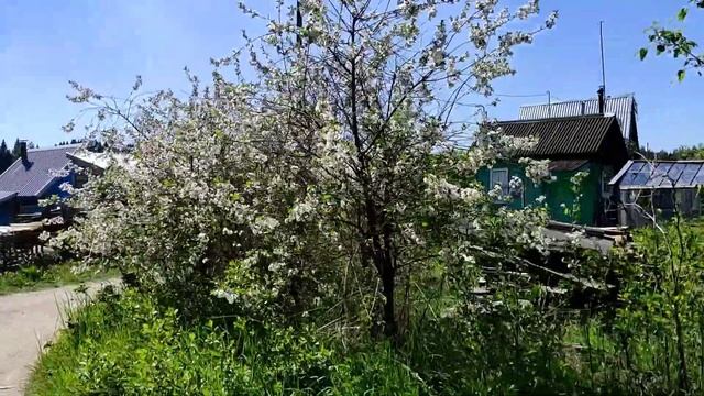 июнь 2024 гуляем по садам. #кировочепецк кирово смотреть онлайн