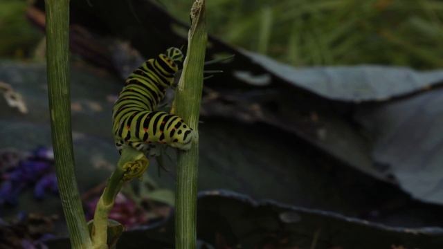Caterpillar of (Papilio Machaon) Old World Swallowtail Butterfly, Time Lapse смотреть онлайн