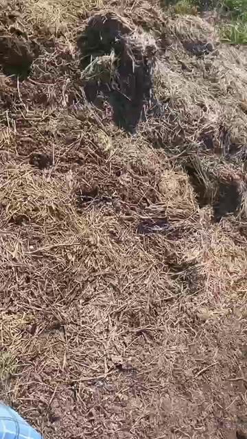 парень с собакой пошли искать клад но хозяин бросил собаку, собака не растерялась и нашла сама клад смотреть онлайн