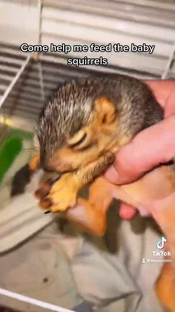 They’re so cute when they’re eating смотреть онлайн