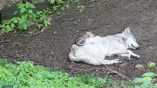 Endangered Wolf Pup Cuddles With Big Sister